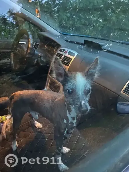 Найдена собака у СНТ 