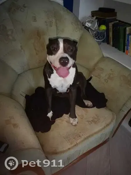 Найдена собака: ул. Бородина, 6 к1, Омск - photo