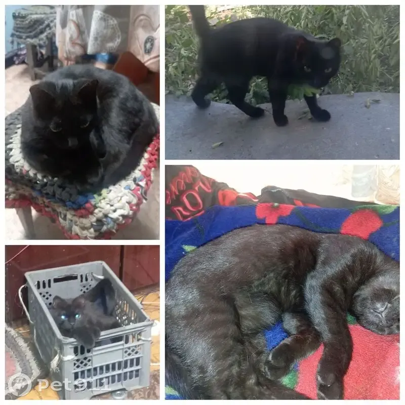 Пропала чёрная кошка, Детская ул. 1, Чита - photo