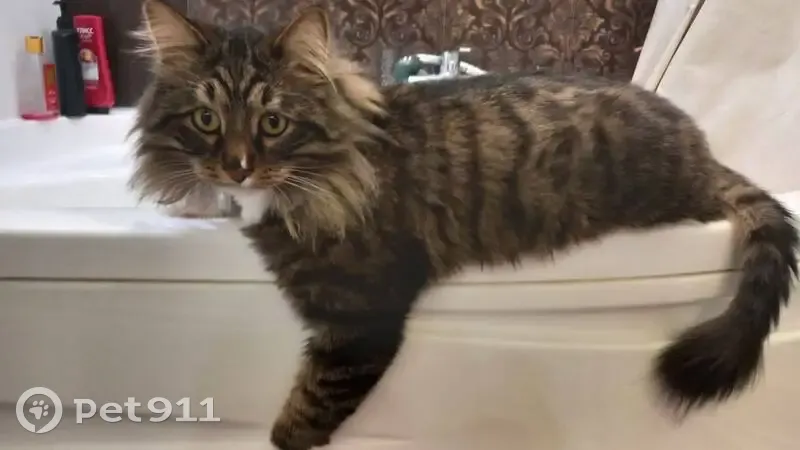 Пропала кошка, ул. Ленина, Сабуровка - photo