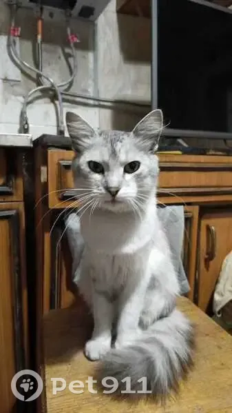 Пропал кот Барс, Петровский пер. 38, Кр-дар - photo