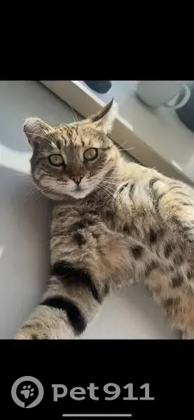 Пропала кошка, ул. Радищева 127, Ульяновск - photo