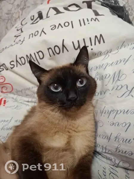 Пропала кошка, Таштыпский сельсовет - photo