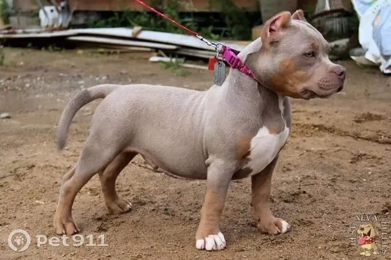 Пропала собака, Молодёжная 7, Ноябрьск - photo