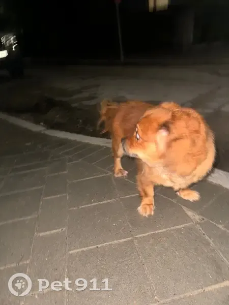 Найдена рыжая собака, ул. Чайковского 12 - photo