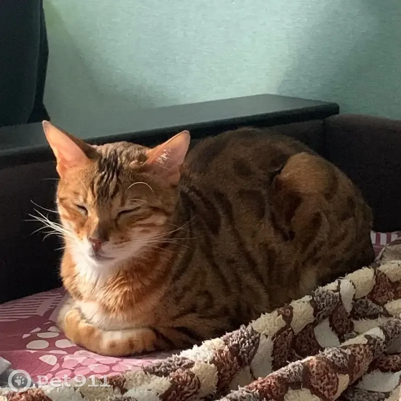 Пропала кошка, Лесная ул., Коми - photo