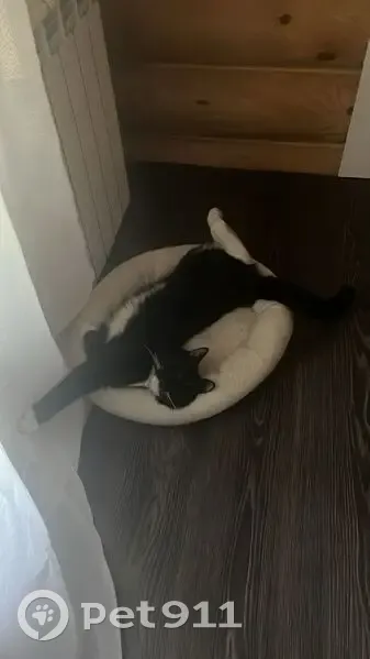 Пропала кошка, ул. Галилео, Озёрный - photo