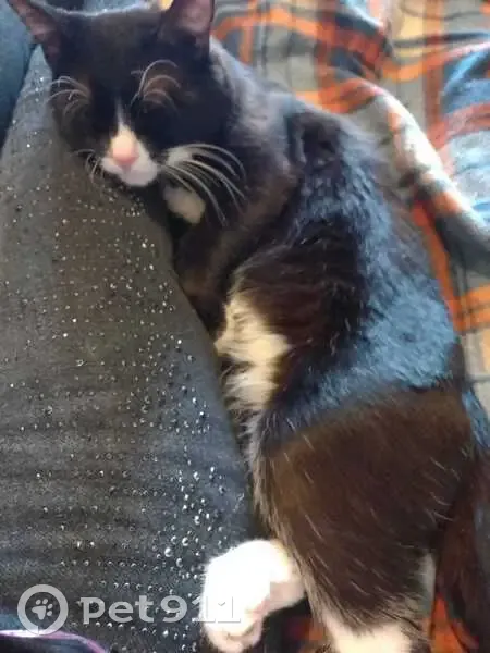 Пропала кошка, ул. Льва Толстого, Саранск - photo