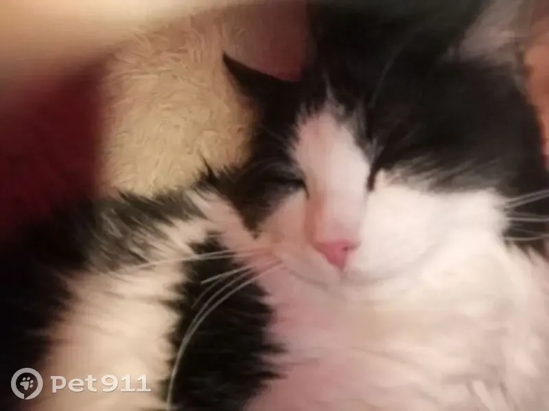 Пропала кошка, Светлогорск, 75К-501 - photo