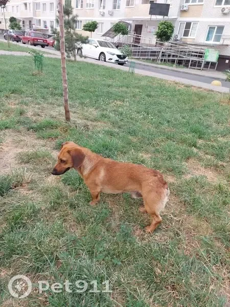 Такса найдена, Круговая 26А, Краснодар - photo