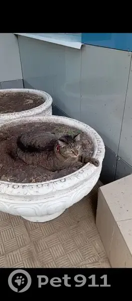 Пропала кошка, Репина 2, Ульяновск - photo