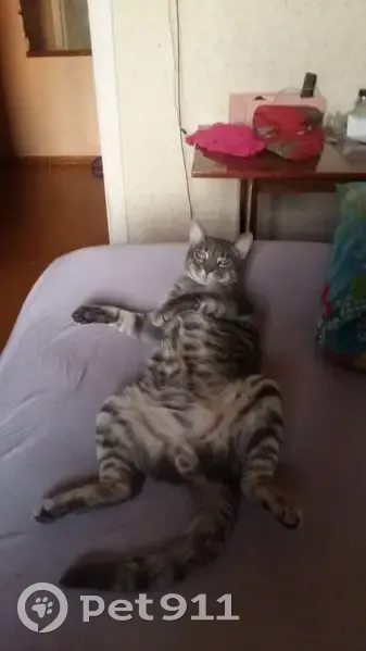 Пропала кошка на Асаналиева, 2, Минск - photo