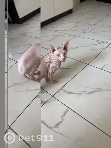 Кошка в салоне 