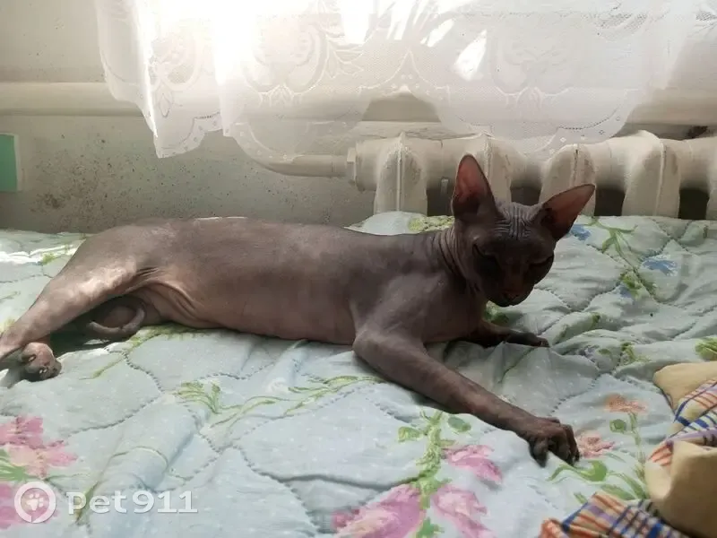 СФИНКС найден: ул. Пушкина, 105, Должанская - photo