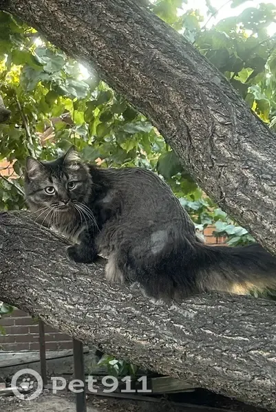 Пропал кот, Грецька вулиця, Мелитополь - photo