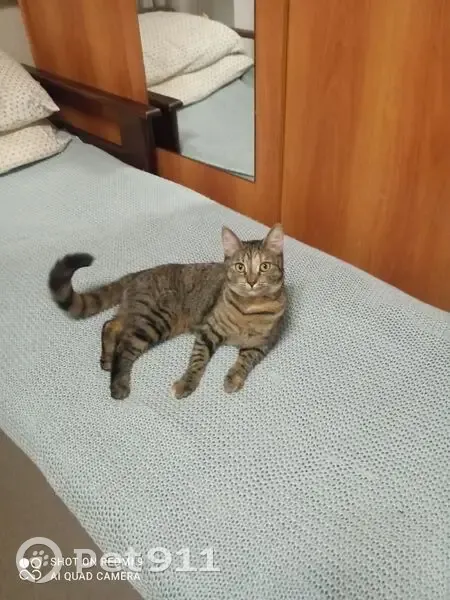 Пропала кошка на Загребском бульваре, 21 - photo