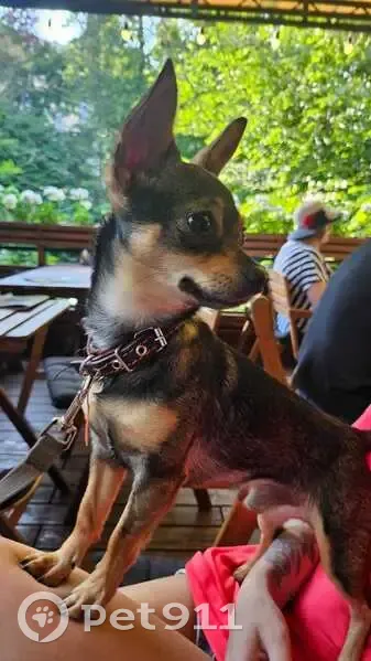 Собака найдена: пр. Мира, 23, Калининград - photo