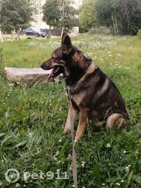 Пропала собака, ул. Чернышевского 4 - photo