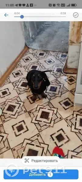 Пропала собака, Опаловый Р-228, Горнобалыклей - photo