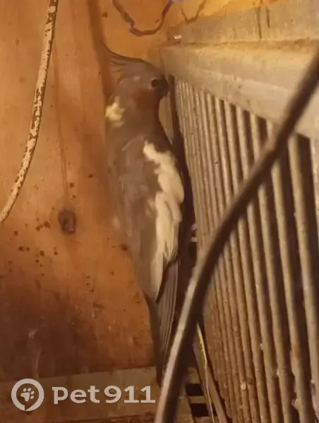 Птица с хохолком найдена в Берёзово - photo