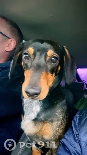 Пропала такса, Пушное, Набережная ул. - photo