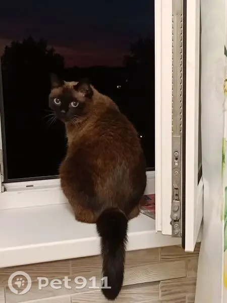 Пропала кошка у заправки Ленина, Томск - photo