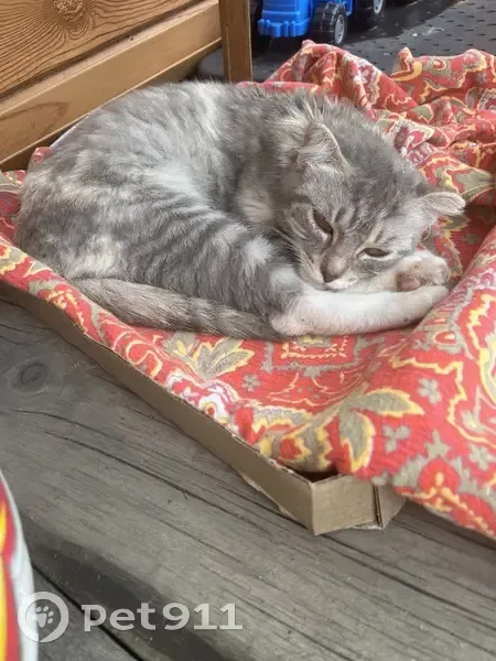 Кошка найдена: Ключи, Омская область - photo