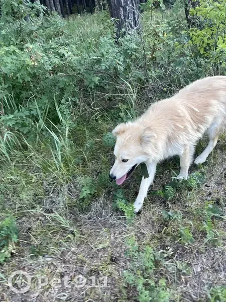 Собака найдена: ул. Горького, Куликовы Копани - photo