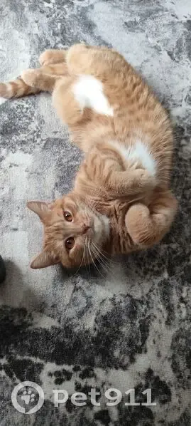 Пропала рыжая кошка, Сумы, Новосибирск - photo