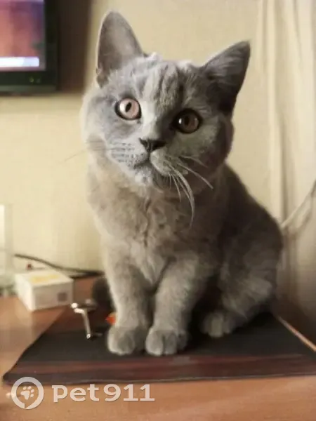 Пропала кошка, ул. Ладо Кецховели, 7А - photo