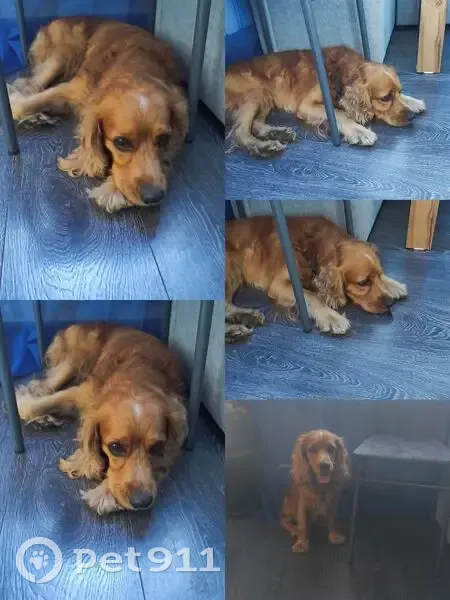 Пёс найден у фермы, д. Тертеж, Каменский - photo