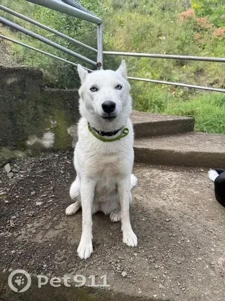 Пропала собака у метро Руставели, Тбилиси - photo