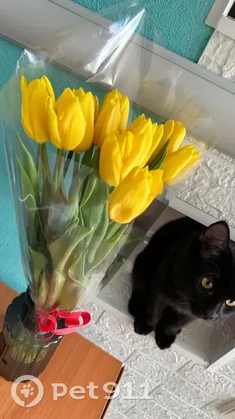 Пропала кошка, ул. Новожёнова, 5, Тейково - photo