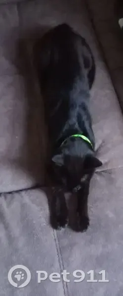 Пропала кошка, Парковая ул. 32, Миасс - photo