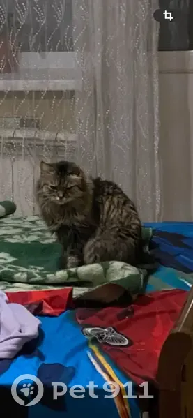 Пропала кошка Варя, Ульяновский 13 - photo