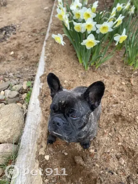 Пропала собака, Славная ул., 2, Полново - photo