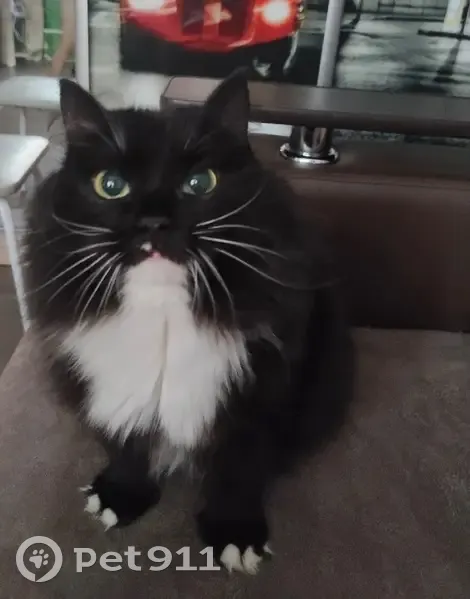 Пропала кошка, ул. Перелёта, Омск - photo