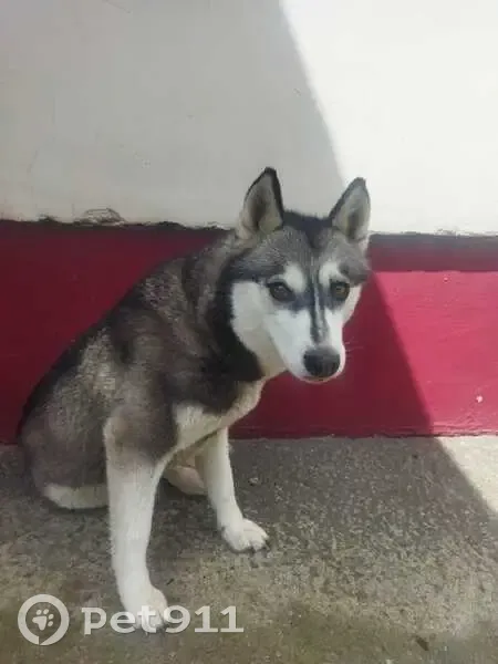 Собака найдена: Лесной пер., Нарышкино - photo