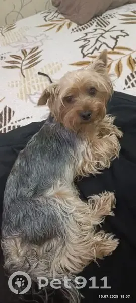 Пропала собака, Прибрежная 8А, Сочи - photo