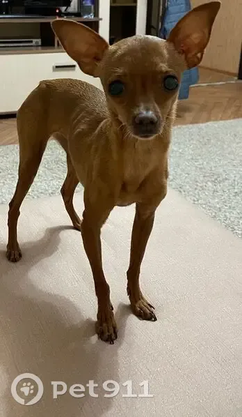 Пропала собака, Мало-школьная 46А - photo