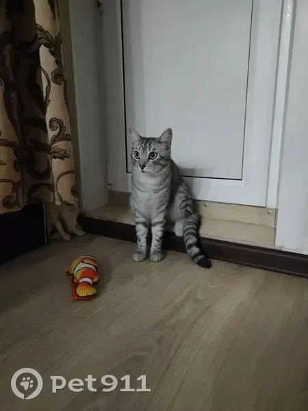 Пропала кошка, ул. Кочкиной 4, Киров - photo