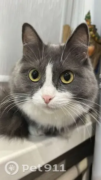 Пропала кошка, ул. Вавилова 39А, Красноярск - photo