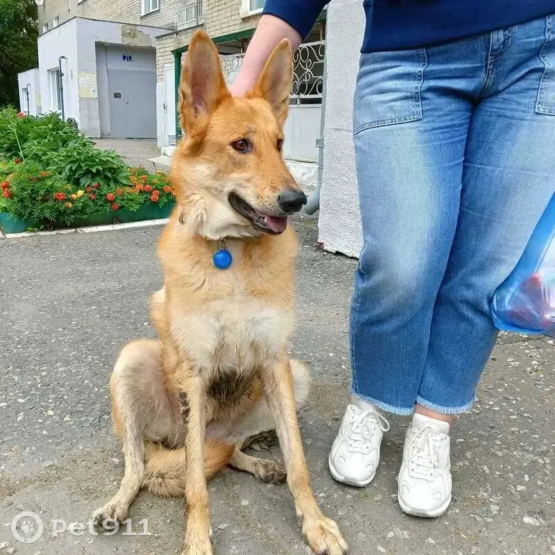 Найдена собака, ул. Яковлева, 15, Омск - photo