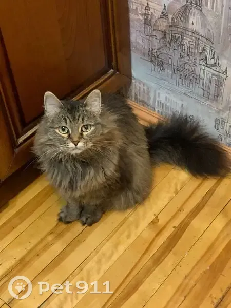 Пропала кошка, ул. Онуфриева, 14, Екб - photo