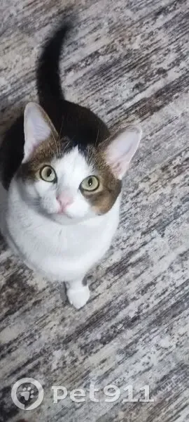 Пропала кошка в Двинском, Архангельская обл. - photo