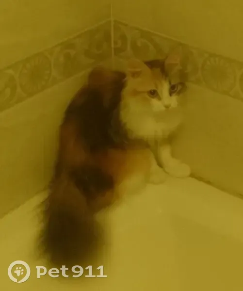 Пропала трехцветная кошка, Ростовская ул. - photo