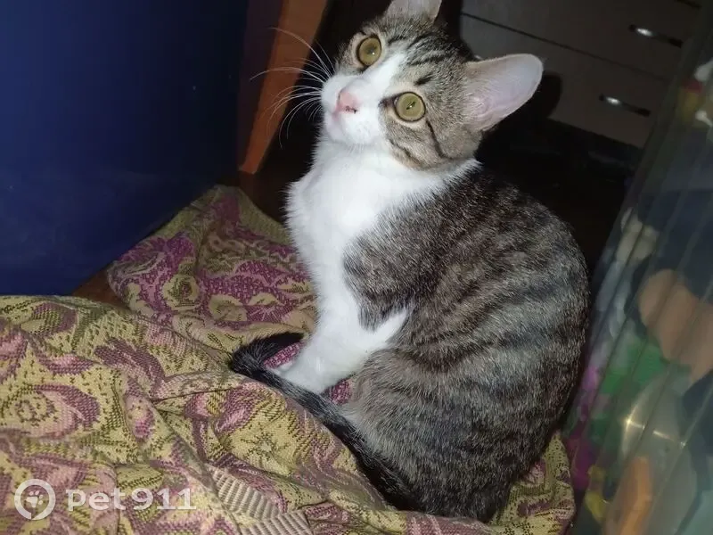 Пропала кошка, Приволжский, Саратовская обл. - photo