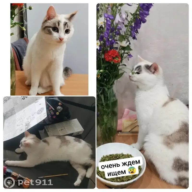 Пропала кошка, Судостроительная 117, Крск - photo