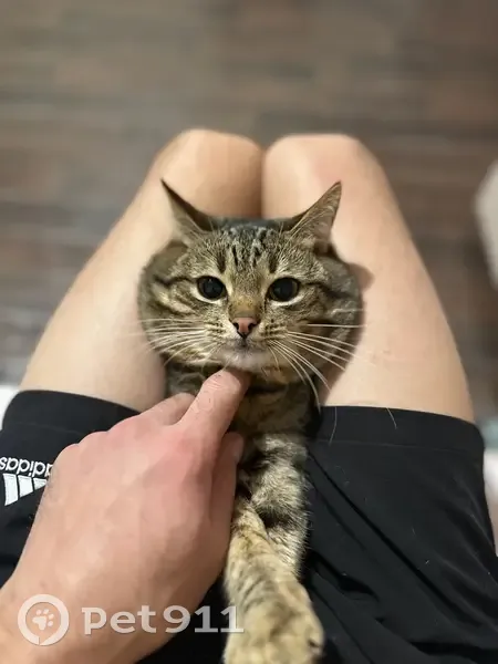 Пропала кошка, ул. Неделина, 22А, Воронеж - photo