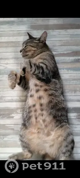 Пропала кошка, ул. Дзюбанова 3, Симферополь - photo